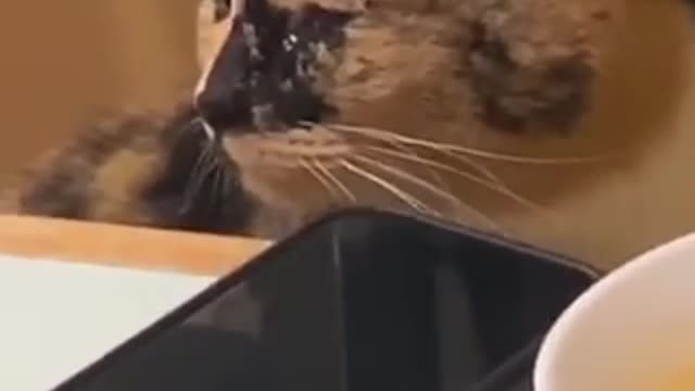 Cute dogs and cats 🐈