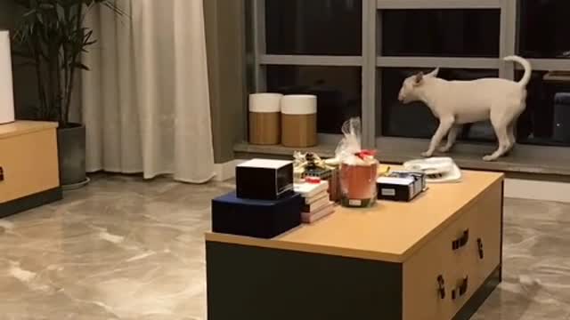 Why, cats and dogs are cute when they are round