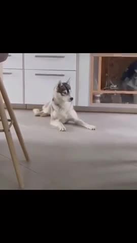 Cat is irritating a dog