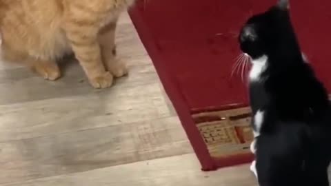 Two cats fight to decide the status of the family