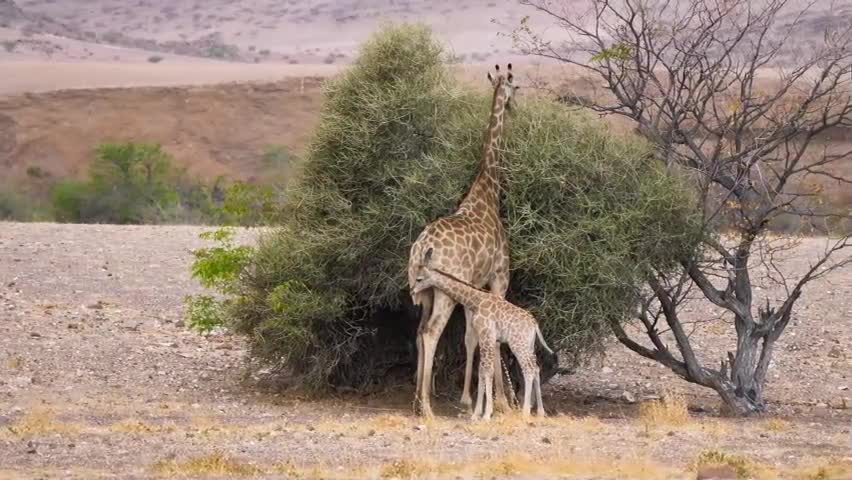 Mãe e bebê girafa em torno de um arbusto em uma savana seca