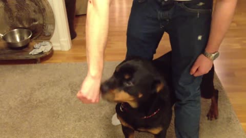 Angry Rottweiler 1