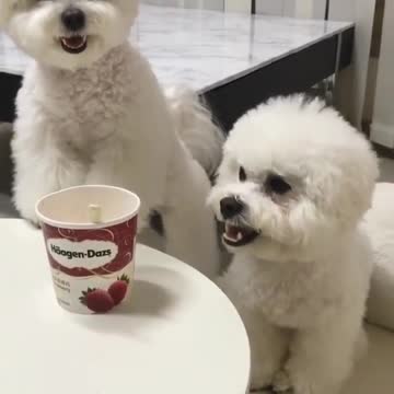 When you are told you are on diet and don’t have ice cream