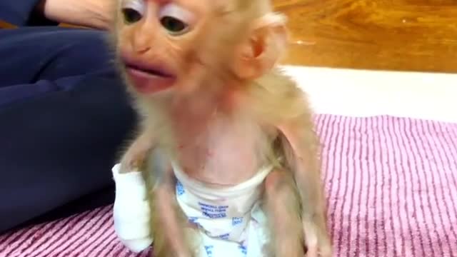 the funny monkey part 1