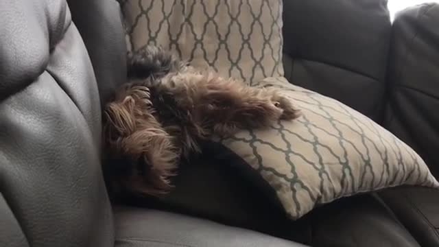 Dog on couch with weird snore