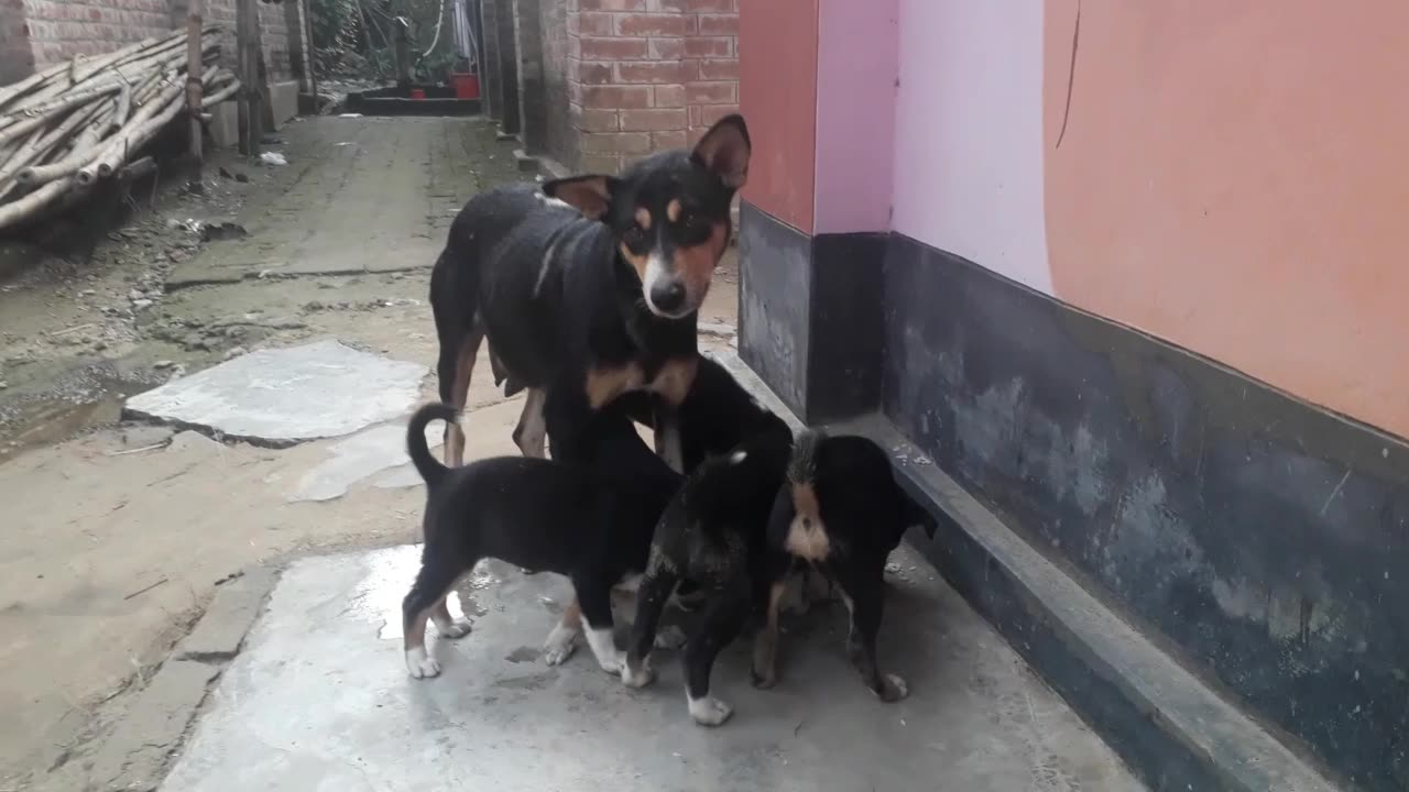 Dogs and puppies. Scenes of puppies adoring.