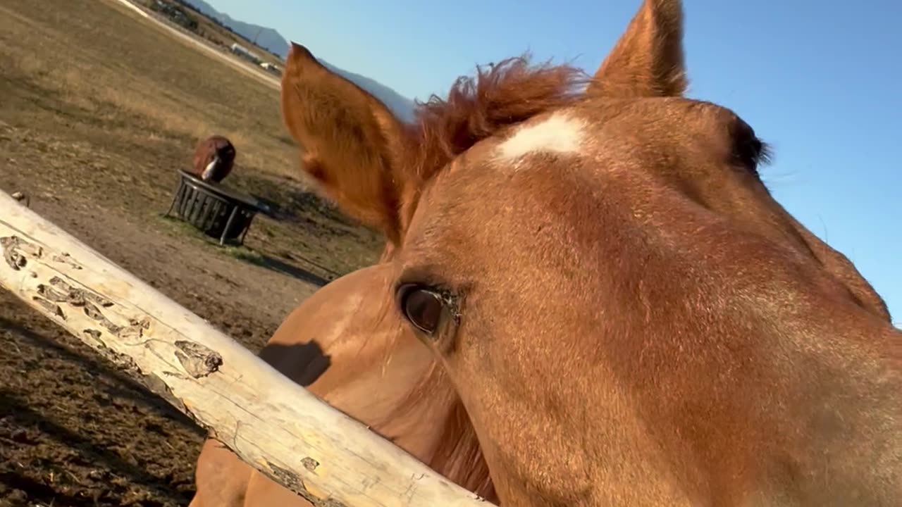 A Camera-Ready Equine Model