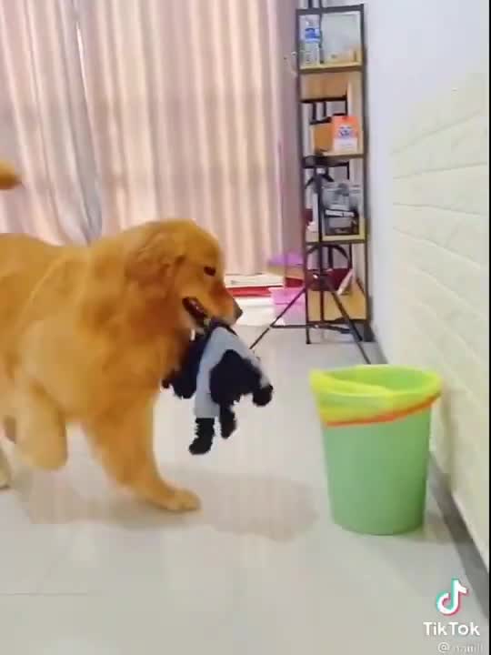 The dog was jealous of the puppy #Shorts