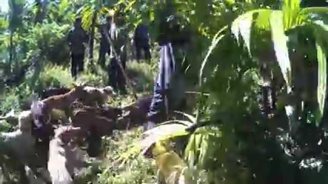 Hunting big wild boar that is very fierce || The hunter was chased by the wild boar