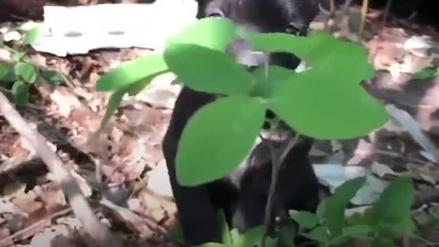 This Guy's Rescued Thousands Of Animals From Disasters