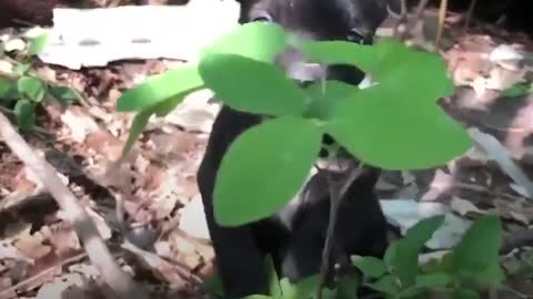 This Guy's Rescued Thousands Of Animals From Disasters