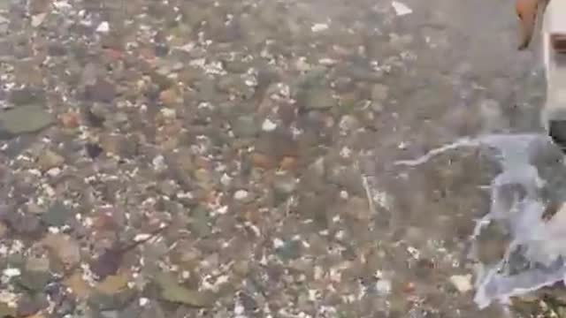 Retriever jumps into the sea and pulls the ball.