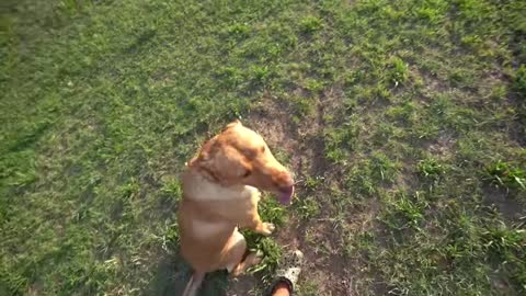 Training a Labrador Retriever with Live Pigeons!