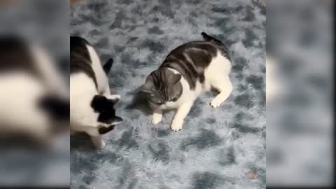 Try not to laugh at these Baby Cats 😸