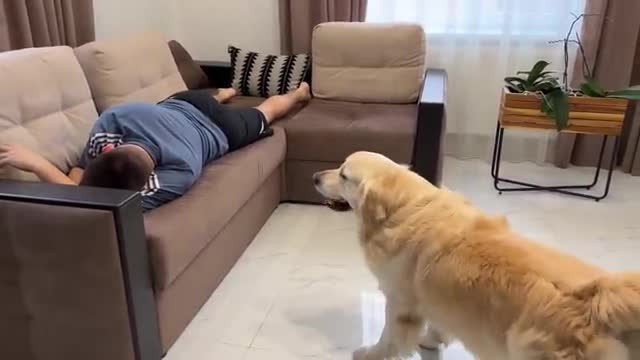 What does a Golden Retriever do to get his toy [Try Not To Laugh]