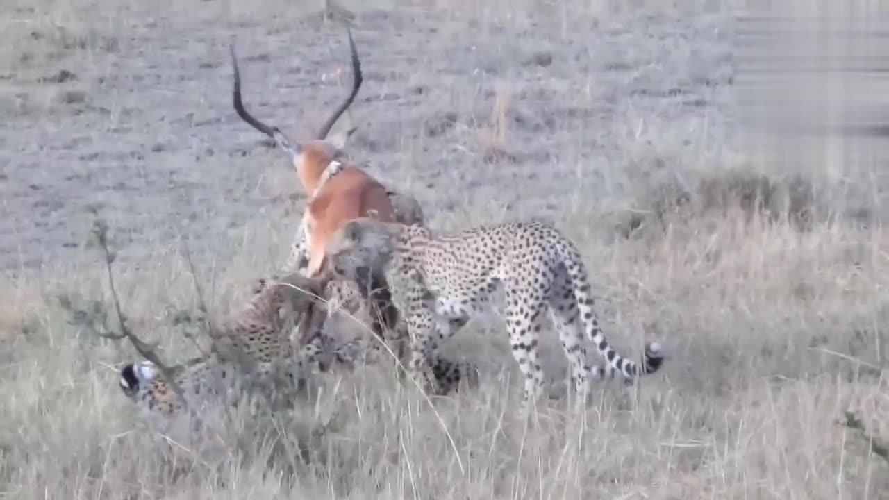 Tiger attract on the deer