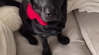 Dear SANTA! Throw a dog a bone Cringle!