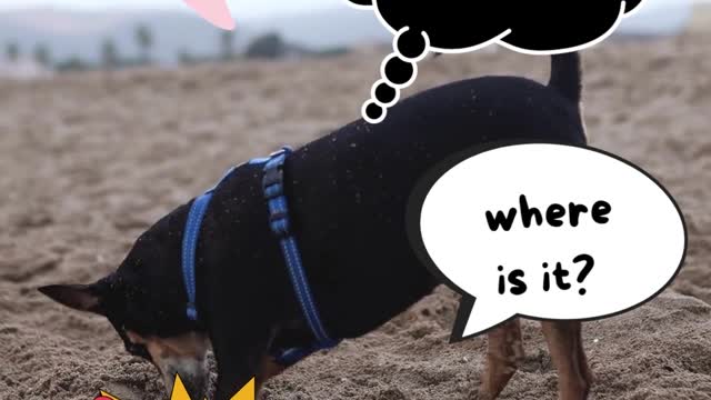 Hillarious !!! Poor Dog - What is he digging aimlessly ?