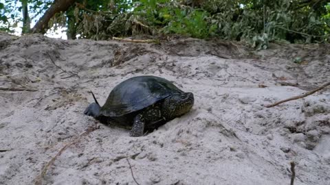 Turtle walking on the sand near the beach