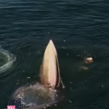 incredible c whale feeding spectacular video