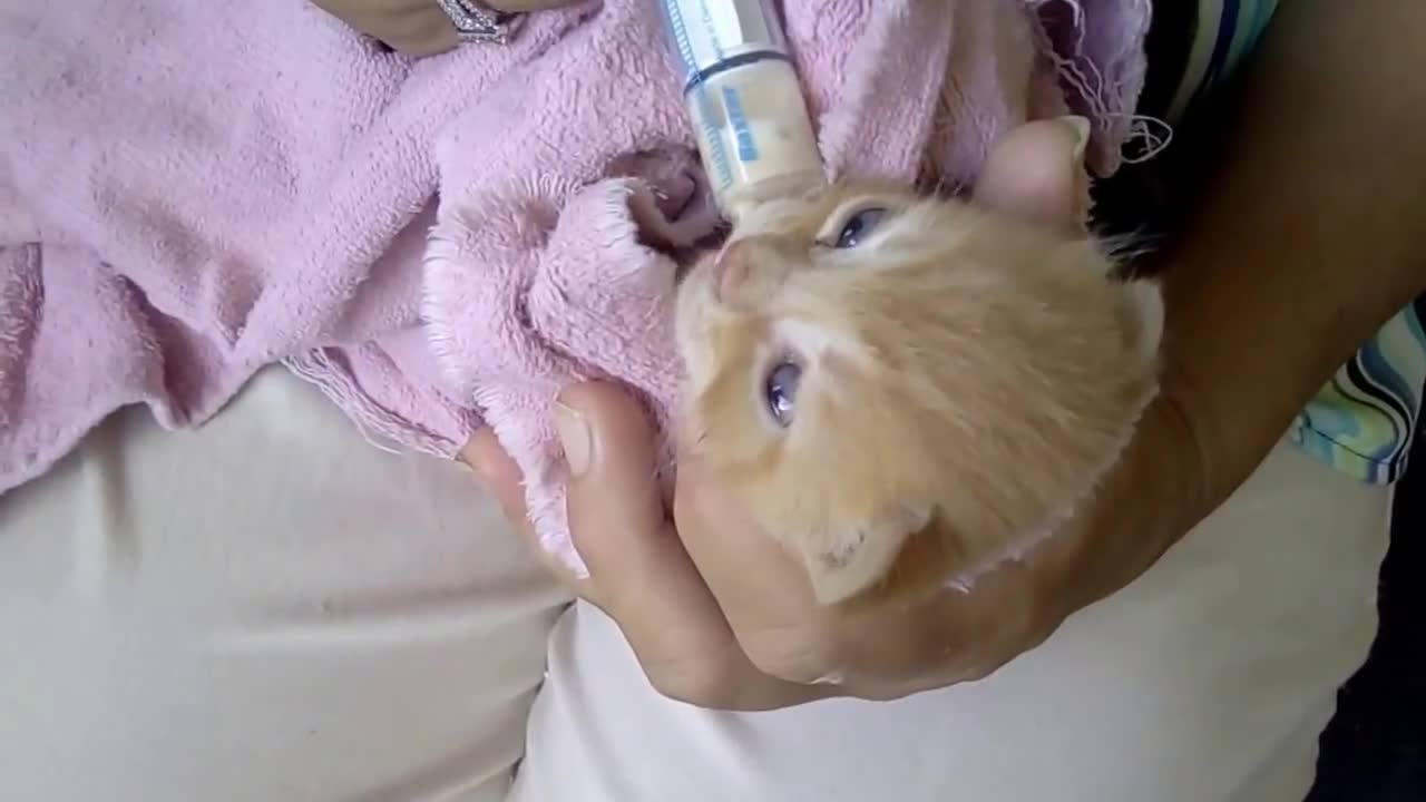 4 Cute kitten being milk-fed