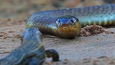 Snake Try to Attack the Lizard