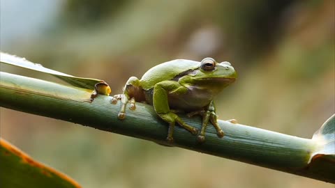 FROG ON THE BRANCH