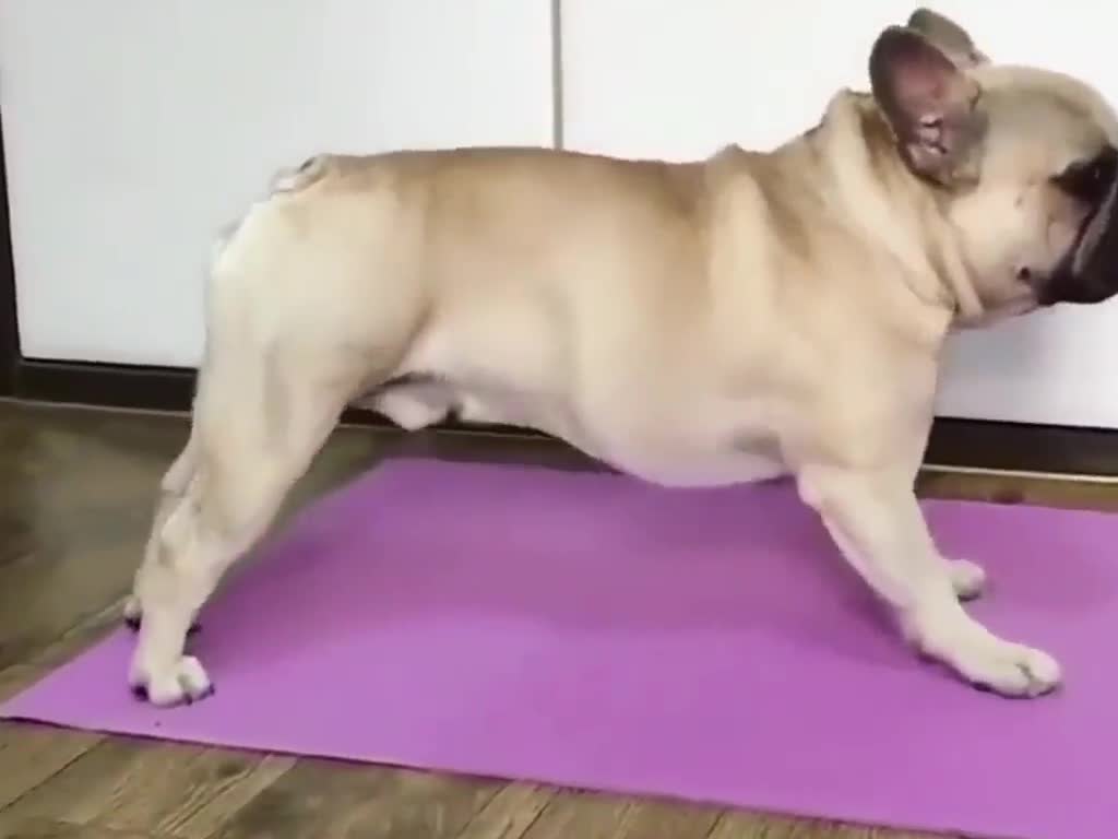 when buldog gym,