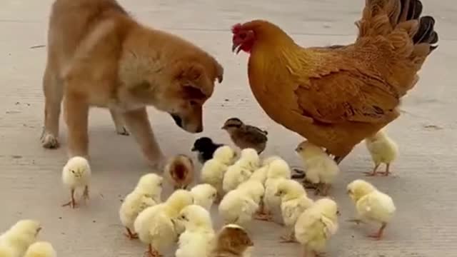 Puppy playing with chicks