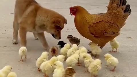 Puppy playing with chicks