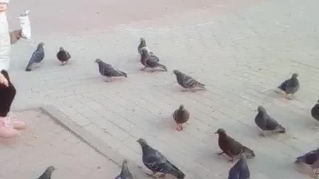 Walk with pigeons.