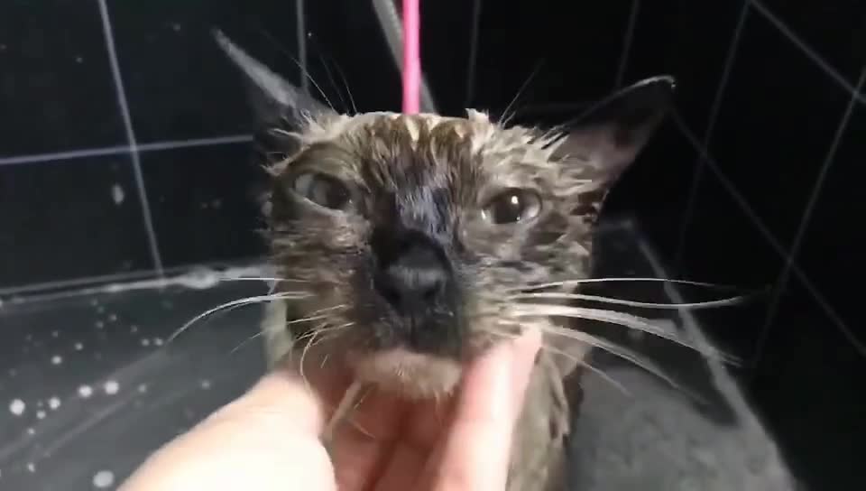 Give the cat a bath