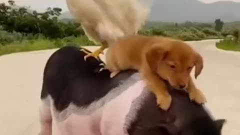 Funny dog video