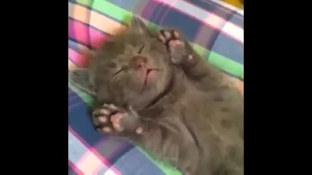 FUNNY VIDEOS Funny Cats Funny Animals Funny Moments Funny Cat Vines