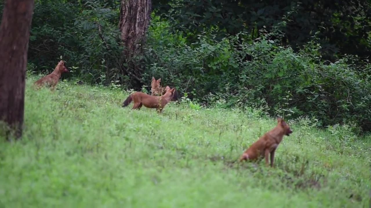 Enchanting Kabini