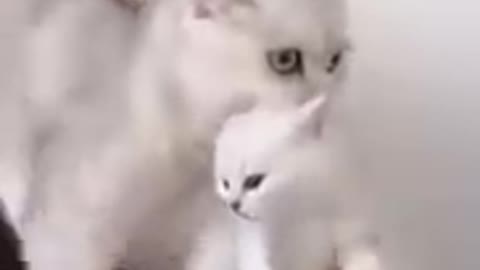 Baby cat best funny viddeo