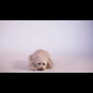 I love to play with WHIPPED CREAM - Funny Dog Video 😂😂😂WATCH TILL the END 😂😂😂🐶