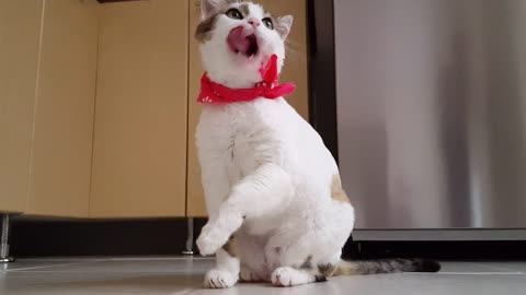 🤭A beautiful cat who littles cats