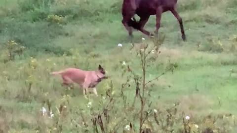 Simple pleasures for the horses. Back scratches and game of chase the dog.