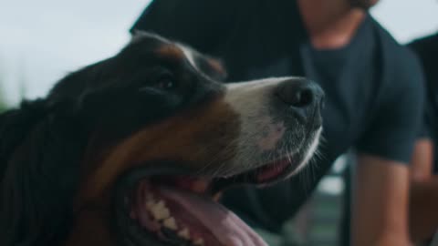 Men using Laptop Together with Dog