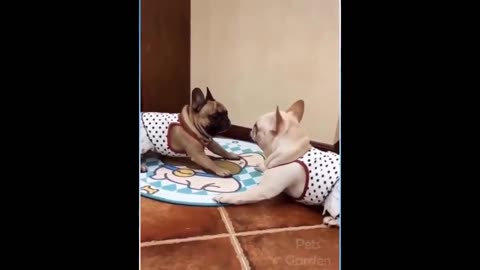 Funny Animal Videos