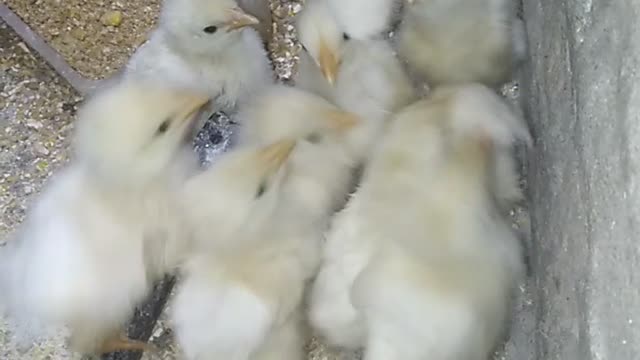 Chicken chicks that eat