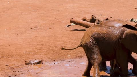 the scene of baby elephants playing in the mud