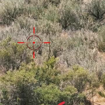 Hunting Coyotes #shorts #dogs #animals #hunter #070