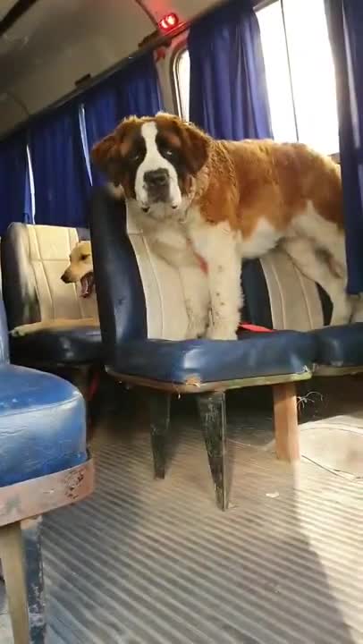 un paseador que lleva a los perros en un bus escolar se hizo viral en las redes sociales