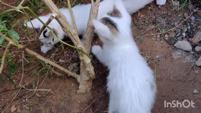 Gatinhos bebê fofos