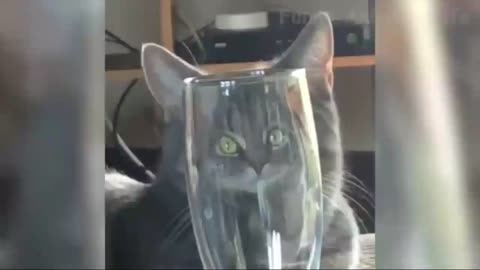 Funny incident of the cat appears in the glass