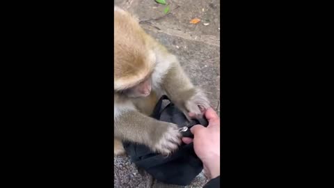 cute monkey robbing