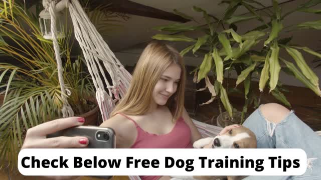 Train Your Dog