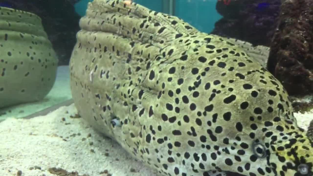 rumble test up Moray eel
